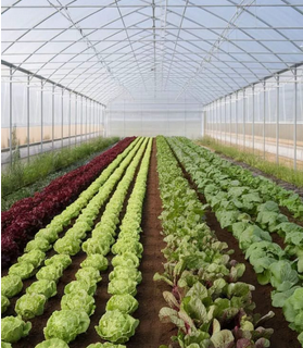 Agriculture